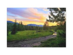 Sunset Forest Path In Alberta. Canvas Wall Art — Stretched 1.25"