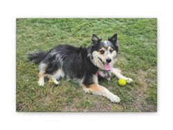 The Seto. Canvas Print — Custom Pet Photo Wall Art (Stretched Canvas)