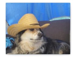 Cowboy Dog Canvas Print — Stretched Matte Pet Wall Art